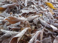 Frosty leaves